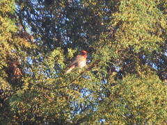 Haemorhous mexicanus