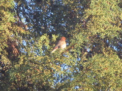 Haemorhous mexicanus