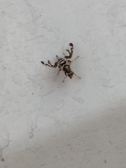 Pseudodyscrasis scutellaris