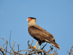 Caracara plancus