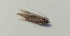 Erechthias chasmatias