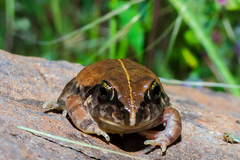 Sphaerotheca maskeyi