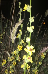 Verbascum sinuatum