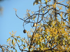 Haemorhous mexicanus