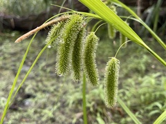 Carex pseudocyperus