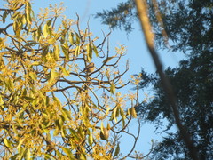 Haemorhous mexicanus