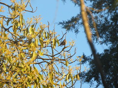 Haemorhous mexicanus