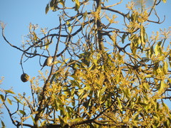 Haemorhous mexicanus