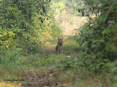 Panthera pardus fusca
