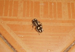 Hoplomutilla