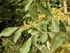 Searsia natalensis