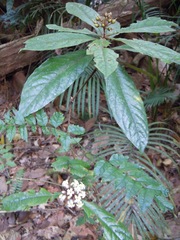 Pittosporum rubiginosum