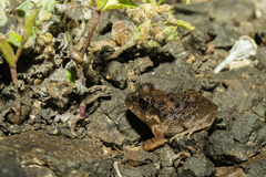 Sphaerotheca maskeyi