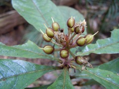 Pittosporum rubiginosum