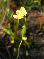 Utricularia striata