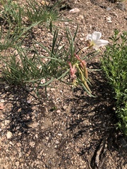 Oenothera nuttallii