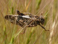 Prionotropis flexuosa