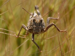 Prionotropis flexuosa