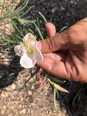 Oenothera nuttallii