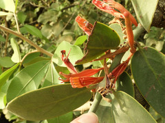 Phragmanthera