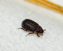 Trox scaber