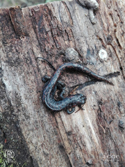 Pseudoeurycea leprosa