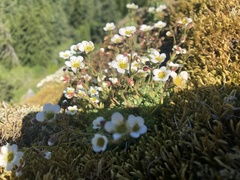 Saxifraga cespitosa