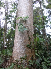 Agathis robusta