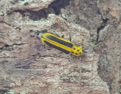 Saperda puncticollis