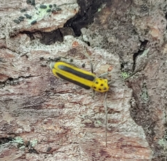 Saperda puncticollis