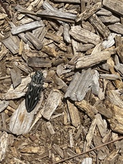 Chalcophora georgiana