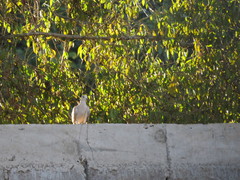 Streptopelia decaocto