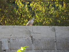 Streptopelia decaocto