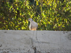 Streptopelia decaocto