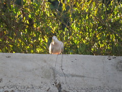 Streptopelia decaocto