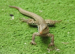Aspidoscelis costatus
