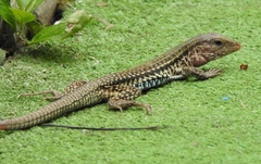 Aspidoscelis costatus