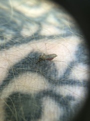 Ochlerotatus