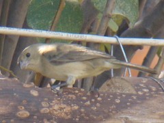 Sporophila torqueola