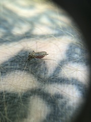 Ochlerotatus