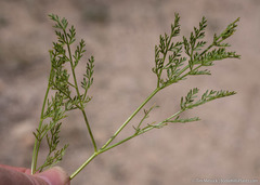 Cymopterus petraeus