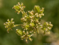Cymopterus petraeus