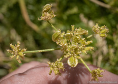 Cymopterus petraeus