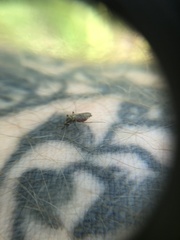 Ochlerotatus