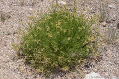 Cymopterus petraeus