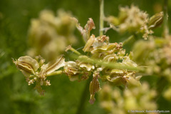 Cymopterus petraeus