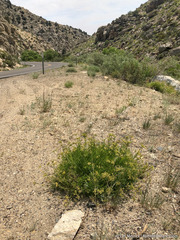 Cymopterus petraeus