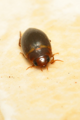 Copelatus debilis