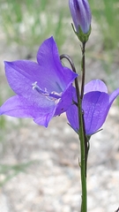 Campanula petiolata