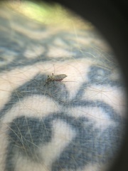 Ochlerotatus
